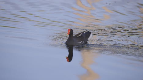 Gallinule-bird-swims-across-a-pond-in-Florida