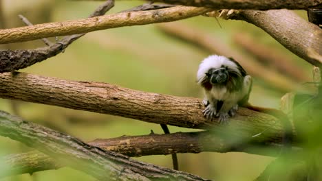 Ein-Kleiner-Lemurenaffe-Mit-Weißem-Und-Schwarzem-Fell-Sitzt-Auf-Einem-Ast-Und-Schaut-Sich-Neugierig-Um