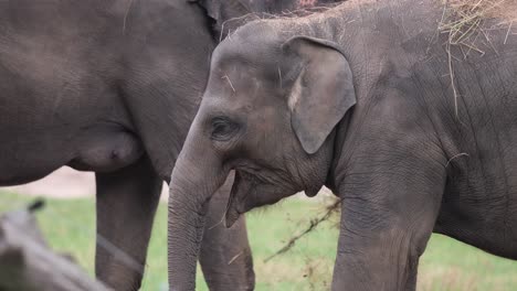 Nahaufnahme-Des-Kopfes-Eines-Asiatischen-Elefanten,-Der-Mit-Dem-Rüssel-Isst,-Deprimiertes-Gesicht-Im-Zoo