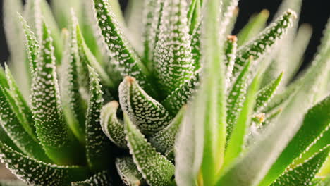 Fokusständer-Auf-Einer-Rotierenden-Haworthia-Sukkulentenpflanze