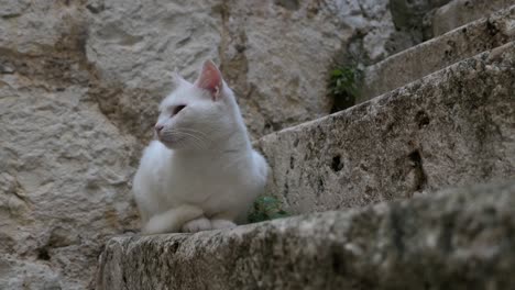 Schöne-Obdachlose-Katze,-Die-Auf-Traditionellen-Steinstufen-In-Der-Altstadt-Sitzt