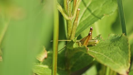 Macro-shot-of-a-grasshopper-on-a-plant