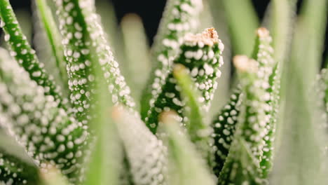 Macro-turning-view-of-a-Haworthia-fasciata-or-zebra-plant---rack-focus