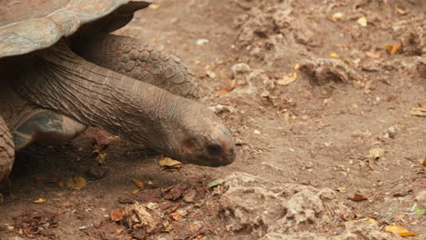 Close-up-of-a-serene-giant-tortoise-on-the-ground