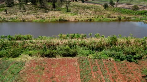 Aerial-Over-Coffee-Field-Next-To-Pond-Water-In-Agricultural-Area