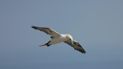 Northern-gannet-in-flight-with-a-blue-sky-background-at-ile-Bonaventure-in-Percé,-Québec,-Canada
