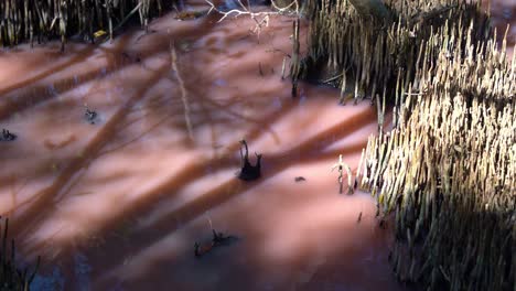 Queensland-Boondall-Wetlands-Reserve,-waterway-turned-pink-hue-due-to-natural-algal-blooming-during-the-dry-season,-influenced-by-warm-temperatures,-increased-salinity,-and-low-rainfall