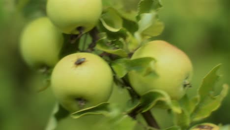 Nahaufnahme-Eines-Grünen-Apfelbaumzweigs-Voller-Äpfel-Mit-Einer-Gelandeten-Fliege