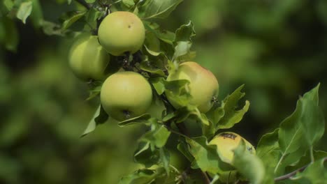 Nahaufnahme-Eines-Grünen-Apfelbaumzweigs-Voller-Äpfel,-Der-Sich-Im-Wind-Wiegt