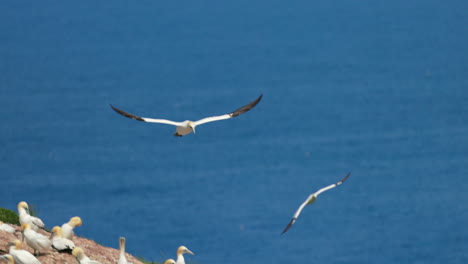 Northern-gannet-in-flight-with-a-blue-sky-background-at-ile-Bonaventure-in-Percé,-Québec,-Canada