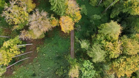 Peaceful-drone-flight-above-green-trees-in-a-forest