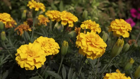 Yellow-Aztec-Marigold-flowers--in-slight-breeze