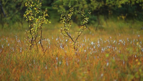 Miniature-birch-trees-and-soft-cotton-grass-in-the-autumn-tundra-wetlands