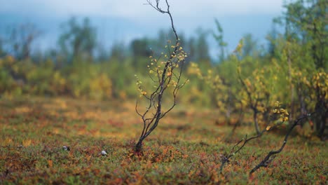 Slender-twisted-birch-trees-in-the-Norwegian-tundra-landscape