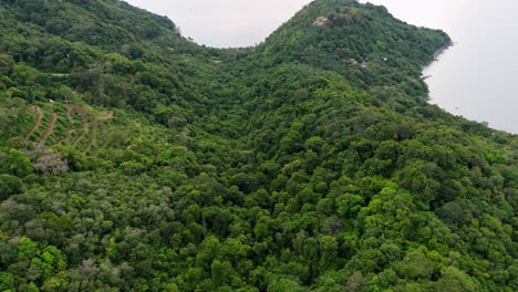Drone-flight-over-a-tropical-forest-with-green-palms-and-trees-in-4K-on-the-islands-of-Phuket,-in-the-background-the-coast-extends-to-the-ocean