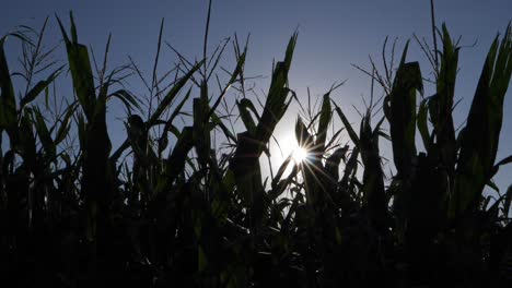 Silhouetten-Von-Mais-Und-Maisstängeln-Auf-Einem-Landwirtschaftlichen-Feld-Mit-Filmischem-Sonneneruption