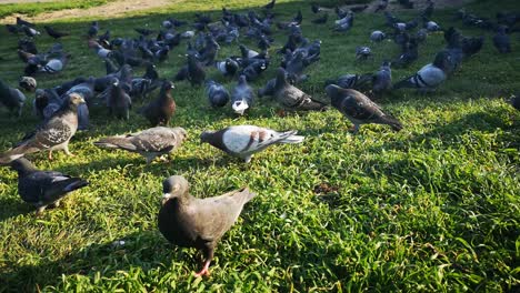 cinematic-video-of-a-flock-of-pigeons-in-a-large-park-in-the-south-of-england-during-the-springtime