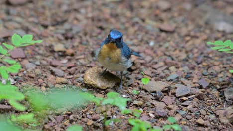 Foggy-day-in-the-forest-revealing-this-cute-little-bird-perched-on-a-small-rock-looking-around-curiously,-Indochinese-Blue-Flycatcher-Cyornis-sumatrensis,-Thailand