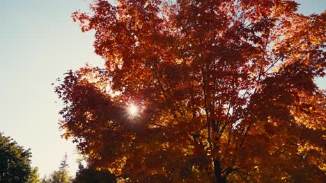 Weitwinkelaufnahme-Eines-Herbstlich-Gefärbten-Baumes-Mit-Orangefarbenen-Blättern,-Wobei-Das-Sonnenlicht-Durch-Die-Äste-Und-Blätter-Scheint