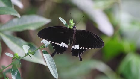 Spreading-its-wings-while-resting-on-top-a-plant-in-a-dark-dense-forest,-Common-Mormon-Papilio-polytes,-Thailand