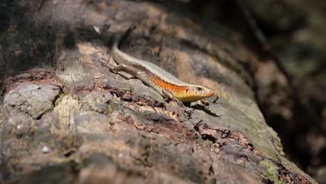 Seen-on-the-log-facing-to-the-right-as-sunlight-and-shadows-play,-Common-Sun-Skink-Eutropis-multifasciata,-Thailand