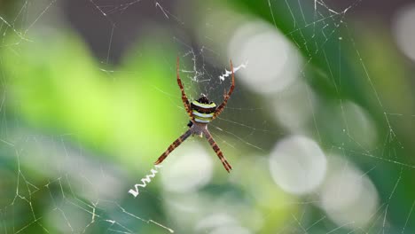Wind-in-the-forest-moves-this-spiderweb-with-an-individual-in-the-middle,-Argiope-keyserlingi-Orb-web-Spider,-Thailand