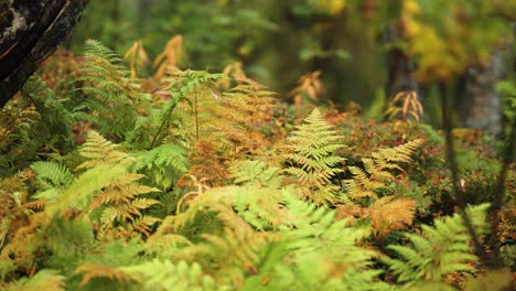 Green,-yellow,-and-withered-ferns-in-the-autumn-forest