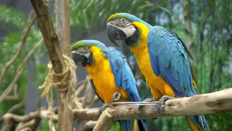 A-couple-Blue-and-Gold-Macaw-Ara-ararauna-are-perching-on-a-man-made-branch-inside-a-zoo-in-Bangkok,-Thailand