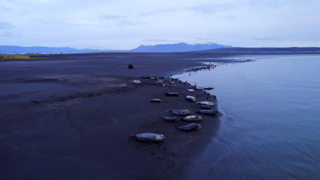 Colony-of-seals-lying-on-black-sand-beach-in-remote-wilderness-of-Iceland