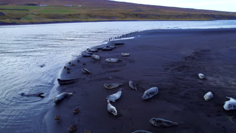 Focas-Salvajes-Descansando-En-Una-Playa-Volcánica-En-La-Remota-Islandia