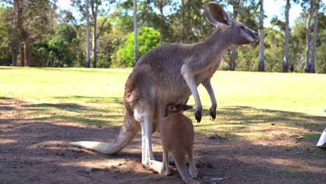 Bebé-Joey-Bebiendo-La-Leche-De-La-Bolsa-De-La-Madre-Canguro-Roja-Durante-El-Día,-Primer-Plano-De-Especies-De-Vida-Silvestre-Nativa-Australiana