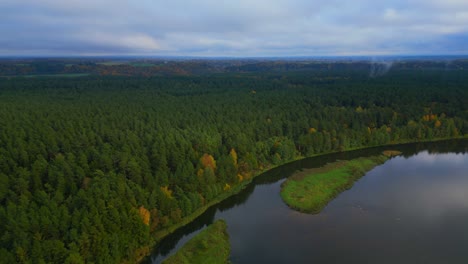 Beautiful-pine-trees-during-autumn-next-to-lake-peaceful-landscape-aerial