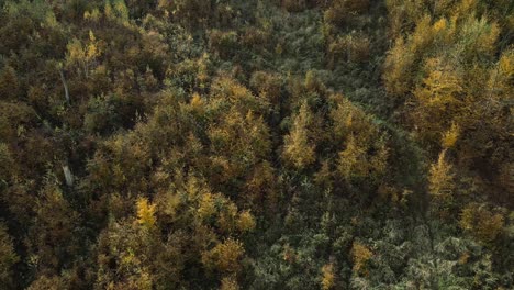 Colorful-fall-forest-trees-via-drone-over-autumn