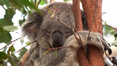 Sleepy-koala,-phascolarctos-cinereus-sleeping-soundly-on-the-tree,-hugging-tightly-onto-the-trunk,-close-up-shot-of-Australian-native-wildlife-species