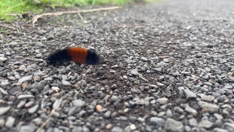 Woolly-Bear-Caterpillar-Crawls-Over-Stony-Ground.-Closeup