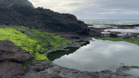 Green-moss-growing-on-the-side-of-a-tide-pool-in-Oregon,-USA