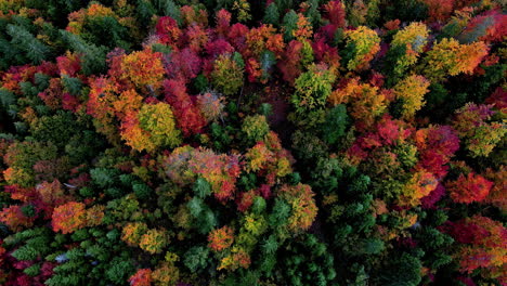 Aerial-view-tilting-over-colorful-peak-foliage-forest,-on-a-cloudy-fall-day
