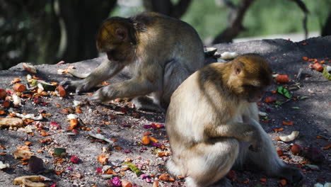 Monos-Salvajes-Buscando-Comida-En-Una-Roca-En-Gibraltar,-Vista-De-Cerca