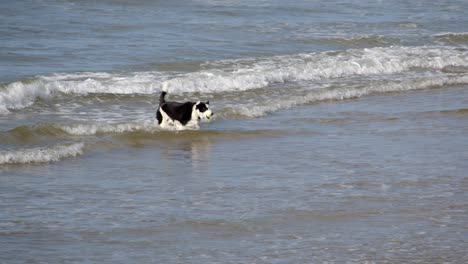 border-collie-sheepdog-playing-in-the-waves-with-a-ball-at-Marazion-beach,-mounts-Bay