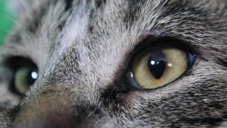 Close-up-eyes-of-a-tabby-cat-looking-around