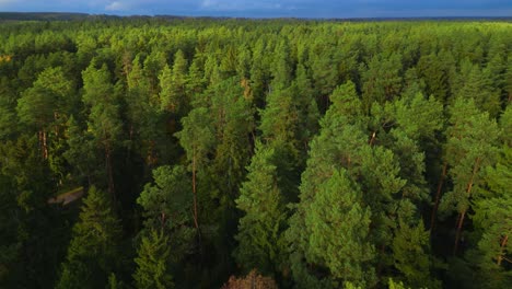 Cinematic-drone-forward-to-top-shot-above-remote-Nordic-pine-tree-forest
