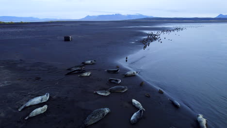 Cinematic-aerial-view-of-a-colony-of-seals-resting-in-black-sand-beach-of-Iceland