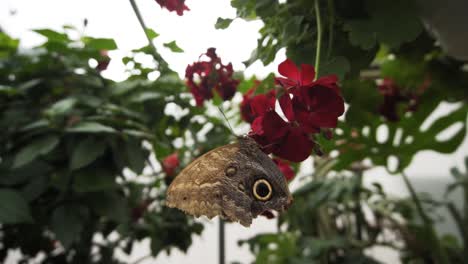 Close-up-of-common-buckeye-butterfly-holding-on-a-red-flower-plant-in-botanica