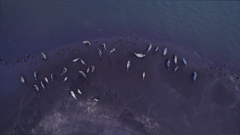 Eine-Gruppe-Gefleckter-Robben,-Die-Am-Ufer-Eines-Isländischen-Strandes-Ruhen