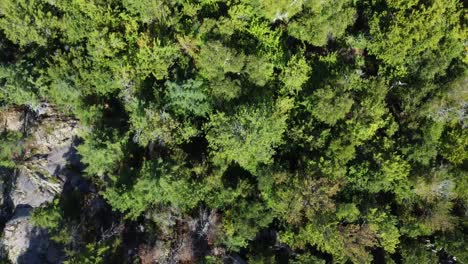 Aerial:-dense-foliage-and-rugged-terrain,-Killarney-Provincial-Park