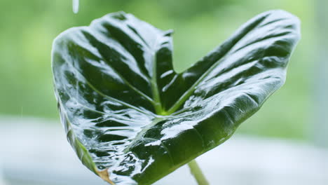 Slowly-pouring-some-water-on-a-Colocasia-esculenta-leaf-as-it-collects-and-drips-some-of-the-excess-water-down