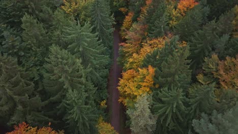 Quiet-forest-path-from-a-drone-view-on-a-cold-and-wet-morning-in-autumn-nature