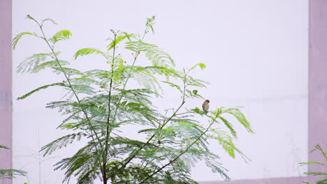 Seen-perched-and-resting-on-the-branch-of-a-small-growing-tree-looking-around-at-an-urban-area-in-Bangkok,-Thailand