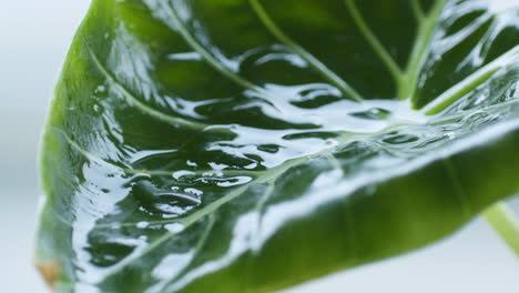 Large-green-leaf-receiving-pouring-droplets-of-water