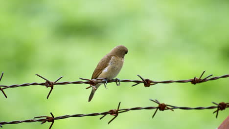 Sparrow-perching-on-metal-barbed-wire-with-a-bokeh-blurred-green-background